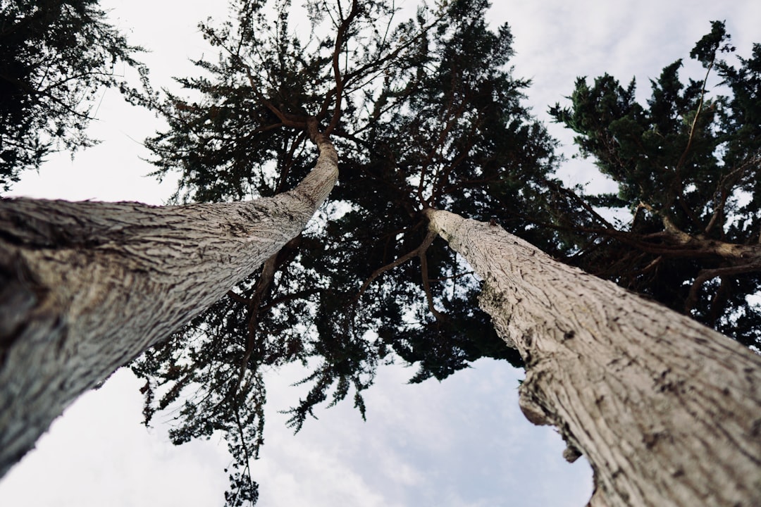 Git Worktrees: The Feature That Killed My Stash Habit - Photo by Erwan Hesry on Unsplash